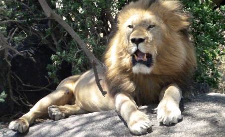 Kilimanjaro, safari og Zanzibar