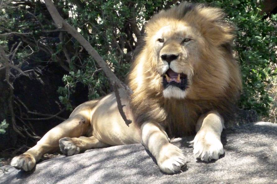 Kilimanjaro, safari og Zanzibar
