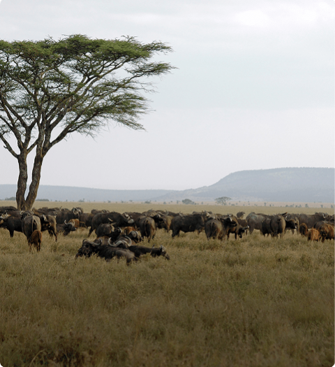 Den årlige gnuvandring på Serengeti i Tanzania