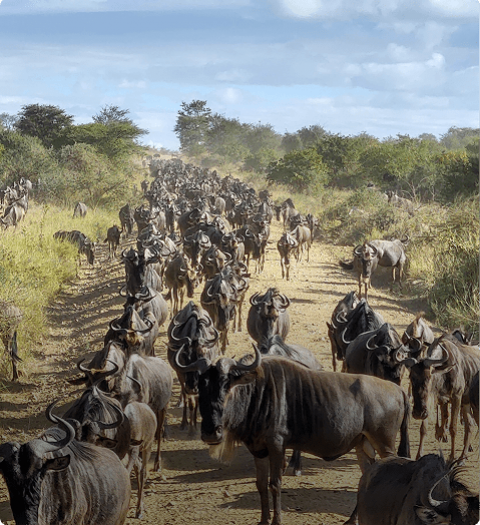 Den årlige gnuvandring på Serengeti i Tanzania