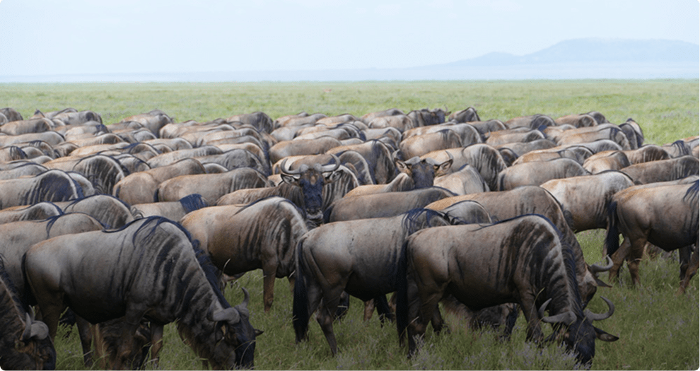 Den årlige gnuvandring på Serengeti i Tanzania