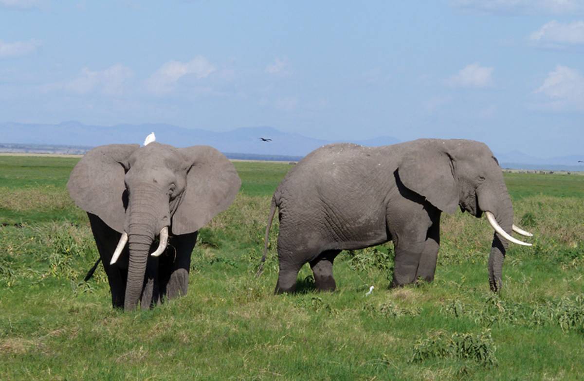 Safari Tanzania - Zanzibar