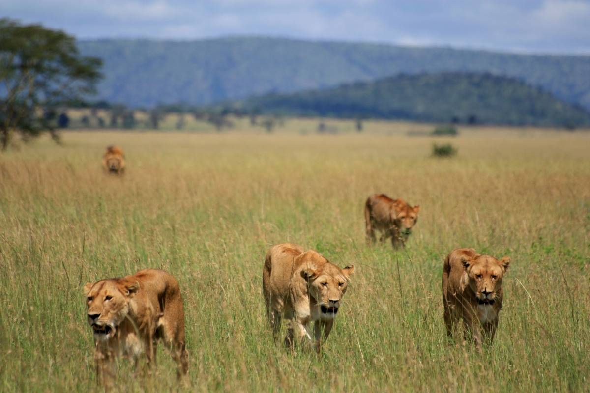 Rejsebrev - Tanzania og Zanzibar