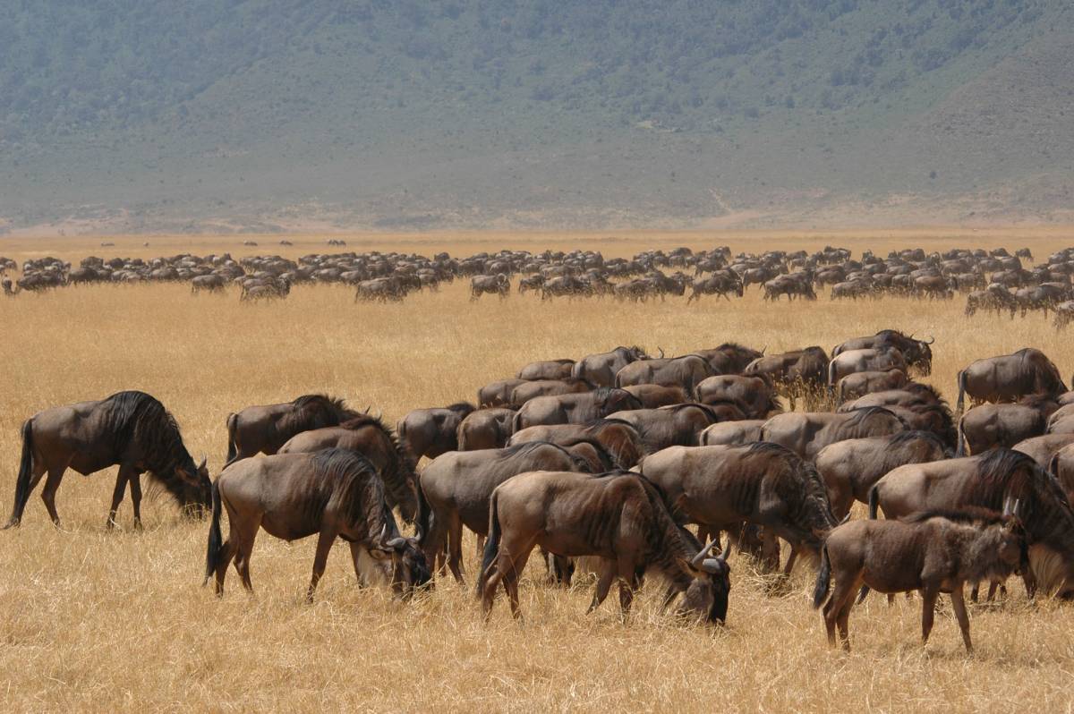 Tanzania/Zanzibar jan-februar 2015