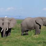 Safari Tanzania - Zanzibar