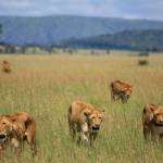 Rejsebrev - Tanzania og Zanzibar