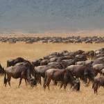 Tanzania/Zanzibar jan-februar 2015