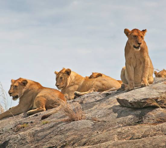 Serengeti Wild Camp, Turner Springs Wildcamp