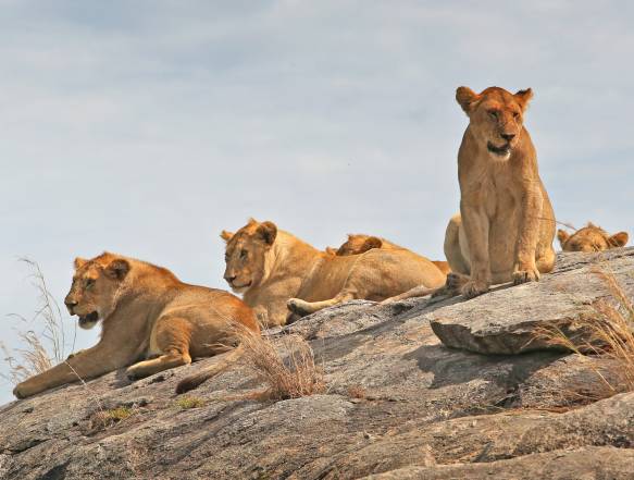Serengeti Wild Camp, Turner Springs Wildcamp