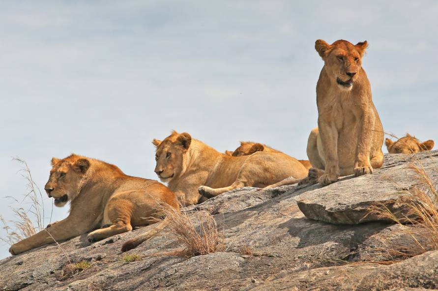Kilimanjaro, safari og Zanzibar