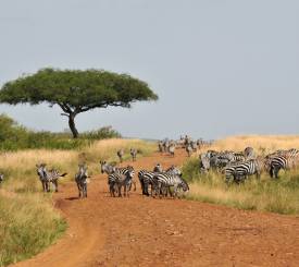 zebraer-paa-serengeti
