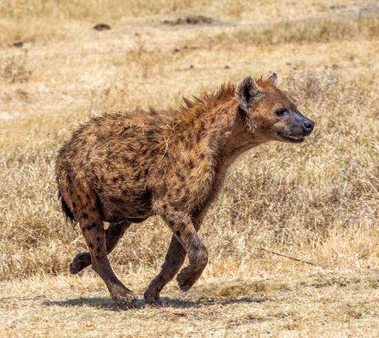 Hyæne-serengetisafari