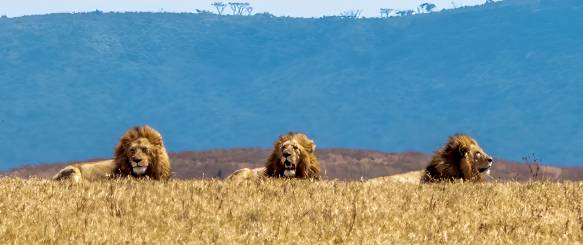 løver på savannen
