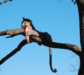 bjerge-savanne-leopard