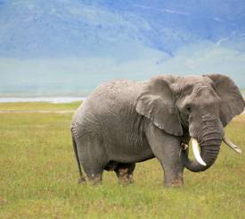 bjerge-savanne-elefant
