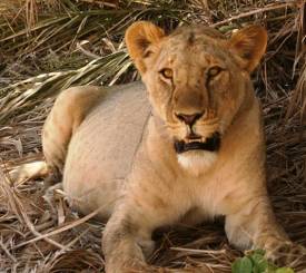 bjerge-savanne-loeve