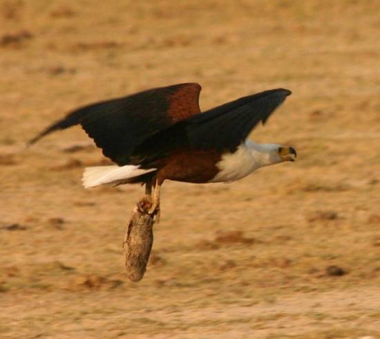 bjerge-savanne-afrikansk-fiskeoern