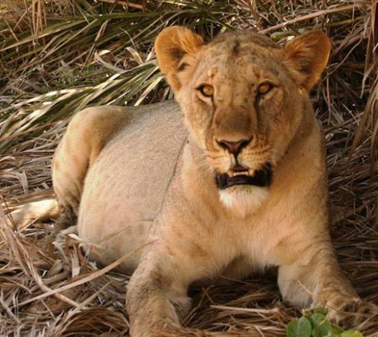 bjerge-savanne-loeve