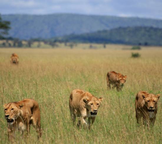 bjerge-savanne-loeve