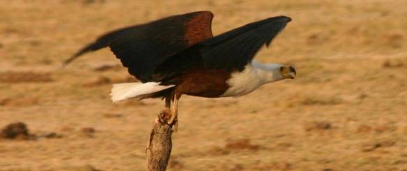 bjerge-savanne-afrikansk-fiskeoern