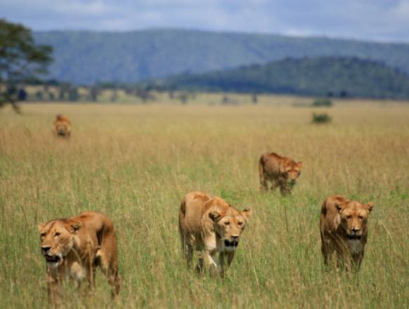 bjerge-savanne-loeve