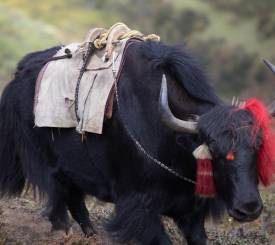 Yakokse på stien i Bhutan