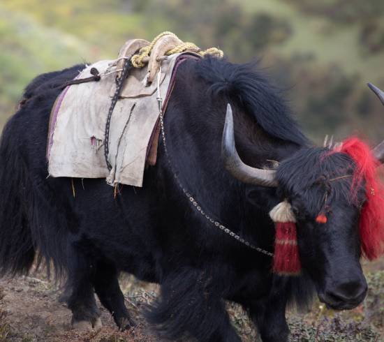 Yakokse på stien i Bhutan