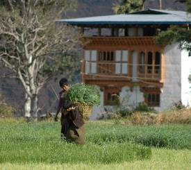 Bhutan-indrejse