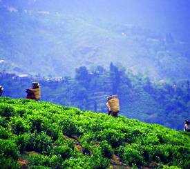 Temarker i Darjeeling