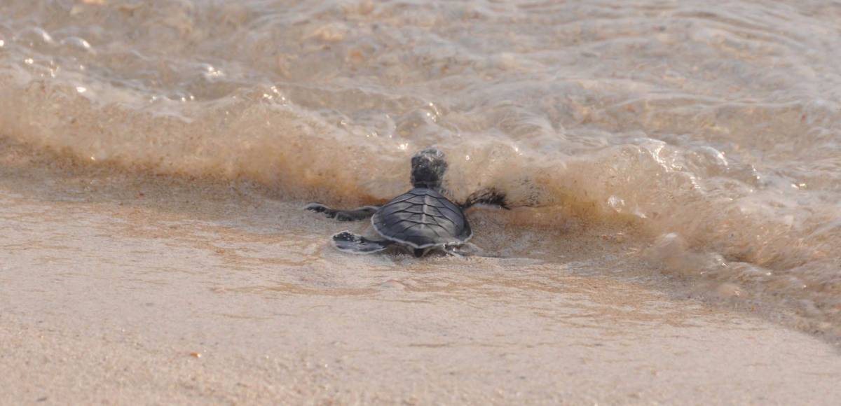 Borneo rejse tilbagemelding