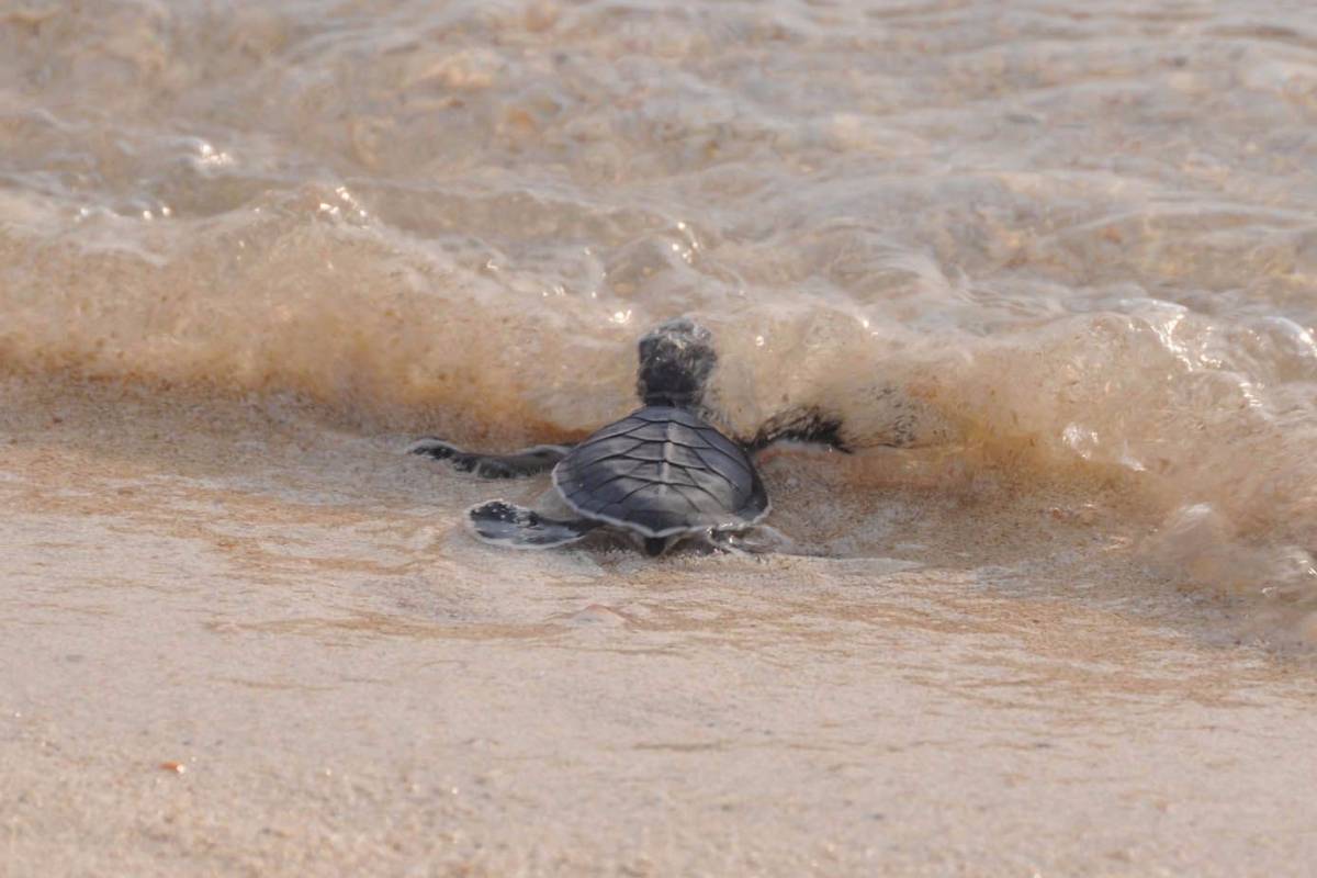 Borneo rejse tilbagemelding