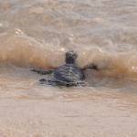 Borneo rejse tilbagemelding