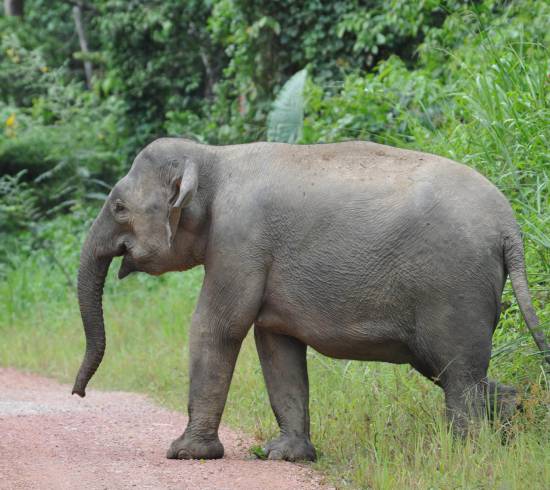 Sukau, Kinabatangan, strande