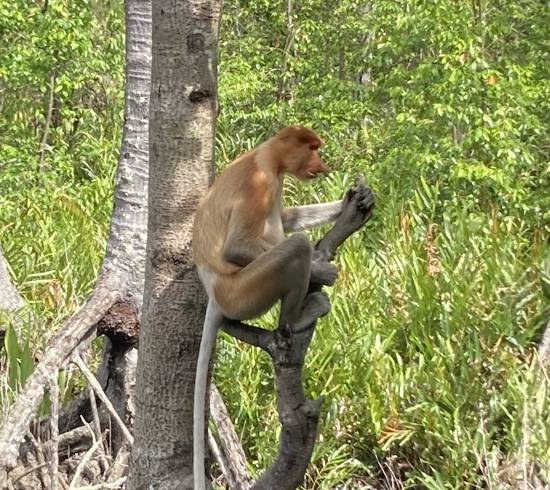 Sepilok Næseabe, probiscus abe