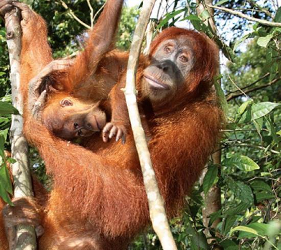 Orangutang Borneo