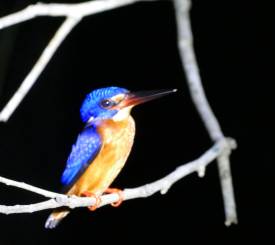 Sukau, Kinabatangan