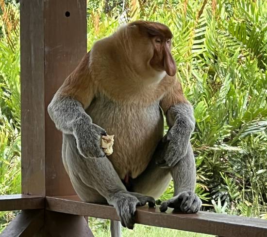 Kinabalu til Sepilok