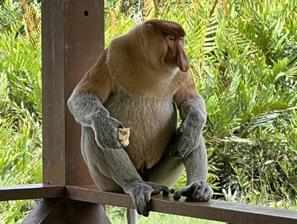 Kinabalu til Sepilok