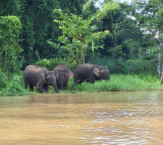 Sukau-Kinabatangan-Borneo-KiplingTravel