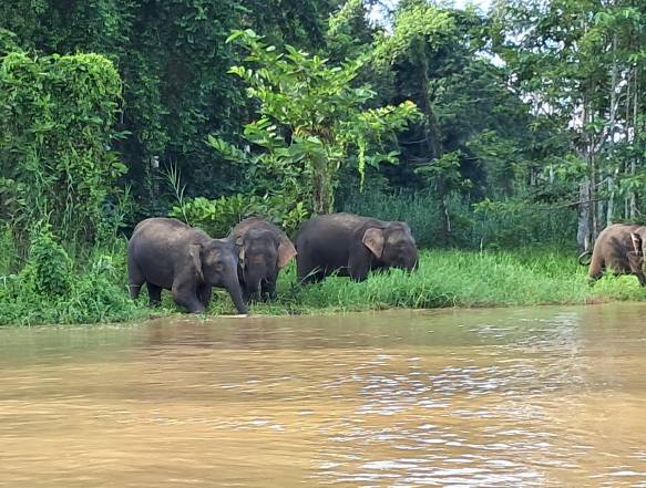 Sukau-Kinabatangan-Borneo-KiplingTravel