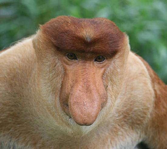 mt-kinabalu-4095meter-skildpadde-unge