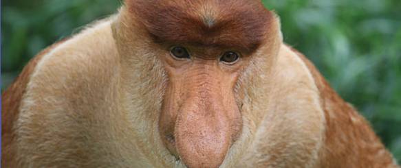 mt-kinabalu-4095meter-skildpadde-unge