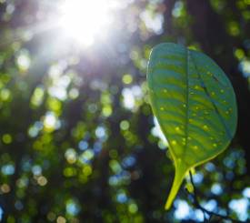 Mulu National park Borneo