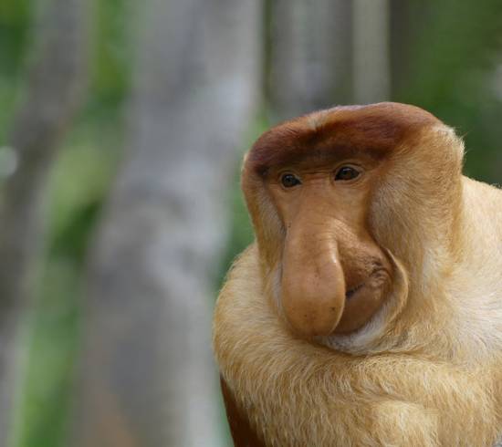 Orangutanger og Sukaus jungle