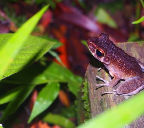 Frø i Bako National Park på Borneo