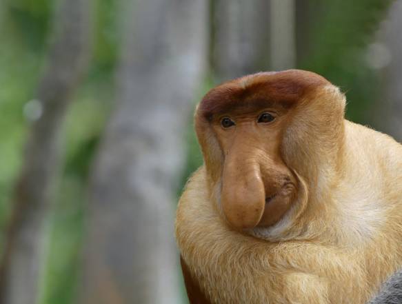 Orangutanger og Sukaus jungle