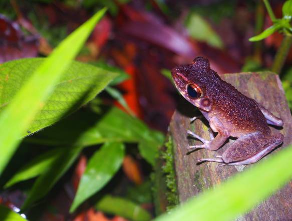 Frø i Bako National Park på Borneo
