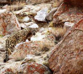 Snow Leopard Trek