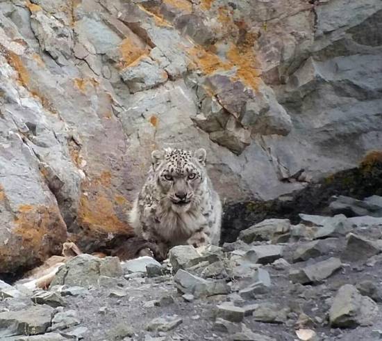 Snowleopard Trek