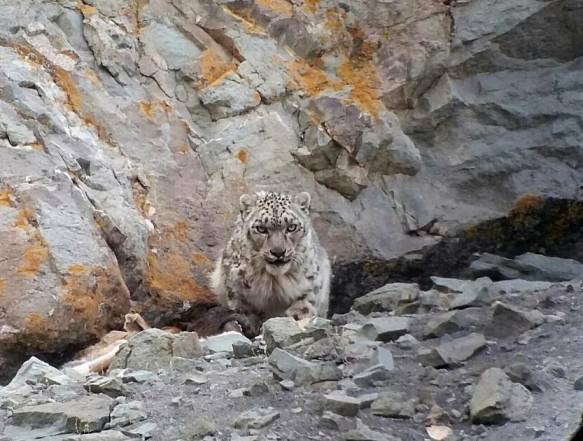 Snowleopard Trek
